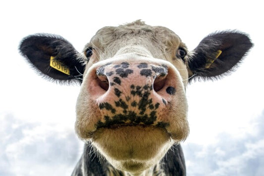 Wandbild aus Holz "Muh"